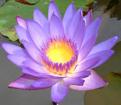 lotus